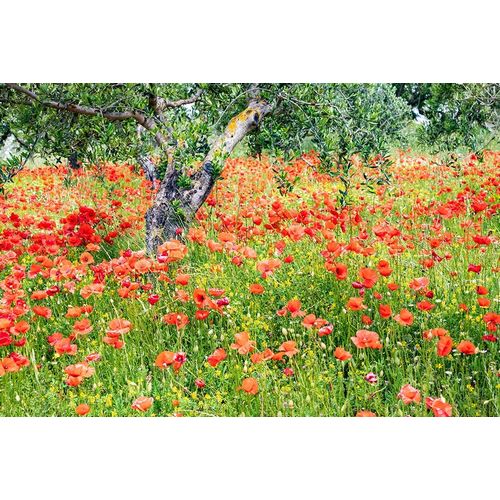 Italy-Apulia-Province of Bari Countryside with poppies and olive trees